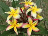 Rooted Plumeria Plants for Sale Fool S Gold Features Large Brightly Colored Plumeria Clusters On A