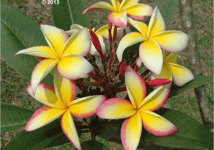 Rooted Plumeria Plants for Sale Fool S Gold Features Large Brightly Colored Plumeria Clusters On A