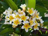 Rooted Plumeria Plants for Sale Growing the White Frangipani Plumeria Alba In the Home Garden