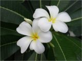 Rooted Plumeria Plants for Sale Plumeria Care How to Grow Plumeria