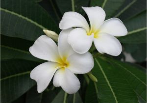 Rooted Plumeria Plants for Sale Plumeria Care How to Grow Plumeria