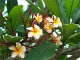 Rooted Plumeria Plants for Sale Plumeria Rubra Ae Pinterest