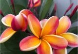 Rooted Plumeria Plants for Sale Rare Plumeria Cutting orange Rainbow Fragrant Etsy