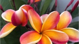 Rooted Plumeria Plants for Sale Rare Plumeria Cutting orange Rainbow Fragrant Etsy