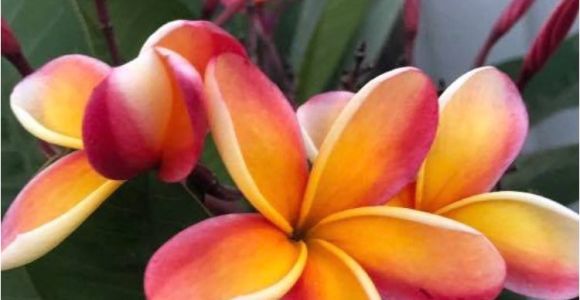 Rooted Plumeria Plants for Sale Rare Plumeria Cutting orange Rainbow Fragrant Etsy