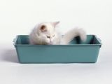 Round as A Dishpan Deep as A Tub but Still where to Put the Cat Litter Box