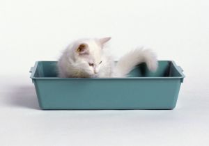 Round as A Dishpan Deep as A Tub but Still where to Put the Cat Litter Box