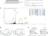 Sacramento Rt 55 Bus Schedule Cell Cycle Dependent Phosphorylation Of Yeast Pericentrin Regulates