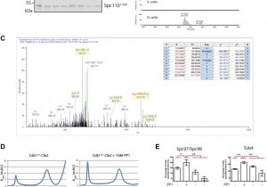 Sacramento Rt 55 Bus Schedule Cell Cycle Dependent Phosphorylation Of Yeast Pericentrin Regulates