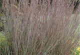 Schizachyrium Scoparium Standing Ovation Blue Stem Standing Ovation Wilson Nurseries