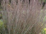 Schizachyrium Scoparium Standing Ovation Blue Stem Standing Ovation Wilson Nurseries