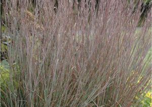 Schizachyrium Scoparium Standing Ovation Blue Stem Standing Ovation Wilson Nurseries