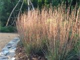 Schizachyrium Scoparium Standing Ovation Dig Deeper Into Little Bluestem Shizachyrium