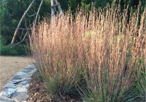 Schizachyrium Scoparium Standing Ovation Dig Deeper Into Little Bluestem Shizachyrium