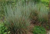 Schizachyrium Scoparium Standing Ovation ornamental Grass Schizachyrium Scoparium Standing Ovation White