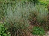 Schizachyrium Scoparium Standing Ovation ornamental Grass Schizachyrium Scoparium Standing Ovation White