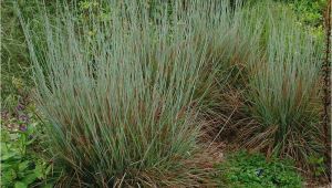 Schizachyrium Scoparium Standing Ovation ornamental Grass Schizachyrium Scoparium Standing Ovation White