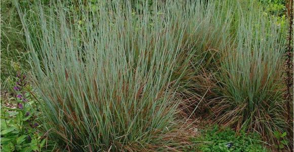 Schizachyrium Scoparium Standing Ovation ornamental Grass Schizachyrium Scoparium Standing Ovation White