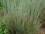 Schizachyrium Scoparium Standing Ovation Plant Select Smart Plant Choices Plant Select