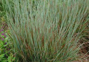 Schizachyrium Scoparium Standing Ovation Plant Select Smart Plant Choices Plant Select