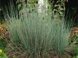 Schizachyrium Scoparium Standing Ovation Standing Ovation Little Bluestem Grass