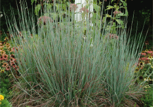 Schizachyrium Scoparium Standing Ovation Standing Ovation Little Bluestem Grass