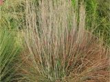 Schizachyrium Scoparium Standing Ovation Standing Ovation Little Bluestem Pp25202