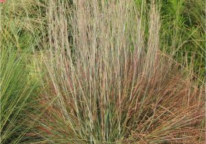 Schizachyrium Scoparium Standing Ovation Standing Ovation Little Bluestem Pp25202