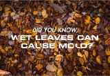 Servpro Cigarette Smoke Removal Wet Leaves Cause Mold Servpro National Images Pinterest Water