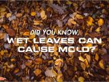 Servpro Cigarette Smoke Removal Wet Leaves Cause Mold Servpro National Images Pinterest Water