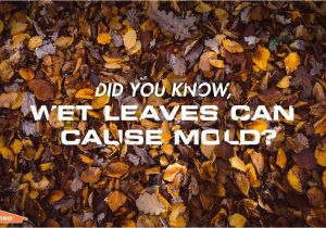 Servpro Cigarette Smoke Removal Wet Leaves Cause Mold Servpro National Images Pinterest Water