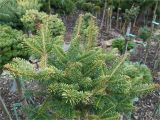 Sester Dwarf Blue Spruce 275malik