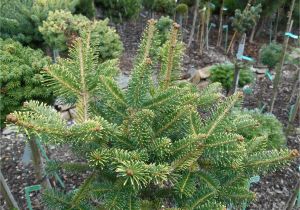 Sester Dwarf Blue Spruce 275malik