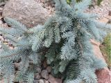 Sester Dwarf Blue Spruce 35 Best John Images On Pinterest