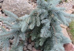 Sester Dwarf Blue Spruce 35 Best John Images On Pinterest