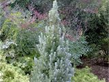 Sester Dwarf Blue Spruce Alberta Blue Dwarf Alberta Spruce Monrovia Alberta Blue Dwarf