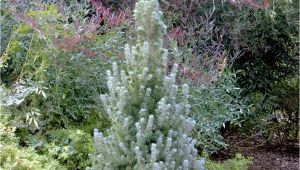 Sester Dwarf Blue Spruce Alberta Blue Dwarf Alberta Spruce Monrovia Alberta Blue Dwarf