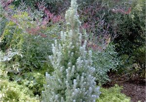 Sester Dwarf Blue Spruce Alberta Blue Dwarf Alberta Spruce Monrovia Alberta Blue Dwarf