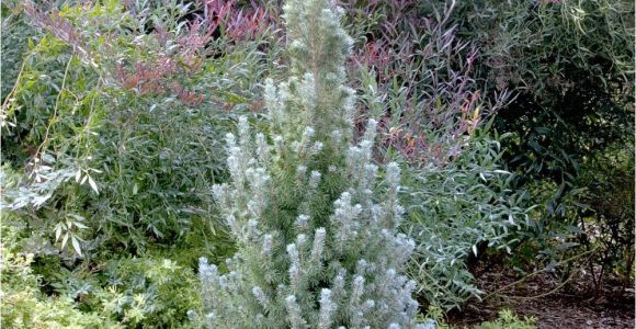 Sester Dwarf Blue Spruce Alberta Blue Dwarf Alberta Spruce Monrovia Alberta Blue Dwarf