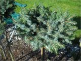 Sester Dwarf Blue Spruce Juniperus