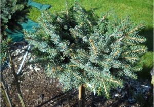 Sester Dwarf Blue Spruce Juniperus