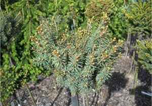 Sester Dwarf Blue Spruce Juniperus