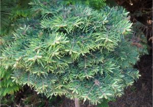 Sester Dwarf Blue Spruce Malik Index Plantarum
