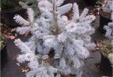 Sester Dwarf Blue Spruce Picea Engelmannii Photo Gallery 2010 Glauca Evergreen Design