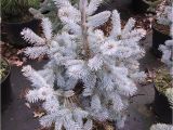 Sester Dwarf Blue Spruce Picea Engelmannii Photo Gallery 2010 Glauca Evergreen Design