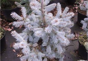 Sester Dwarf Blue Spruce Picea Engelmannii Photo Gallery 2010 Glauca Evergreen Design