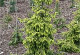 Sester Dwarf Blue Spruce Picea Omorika Aurea Iglaste Roa Liny Szczepione Grafted