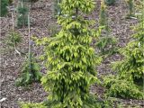 Sester Dwarf Blue Spruce Picea Omorika Aurea Iglaste Roa Liny Szczepione Grafted