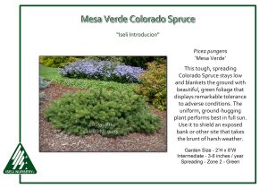 Sester Dwarf Blue Spruce Picea Pungens Mesa Verde iseli Nursery