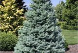 Sester Dwarf Blue Spruce Picea Pungens Sester Dwarf Dwarf Blue Spruce